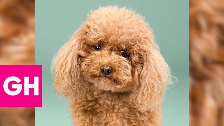 How to Choose a Stylish Dog haircut