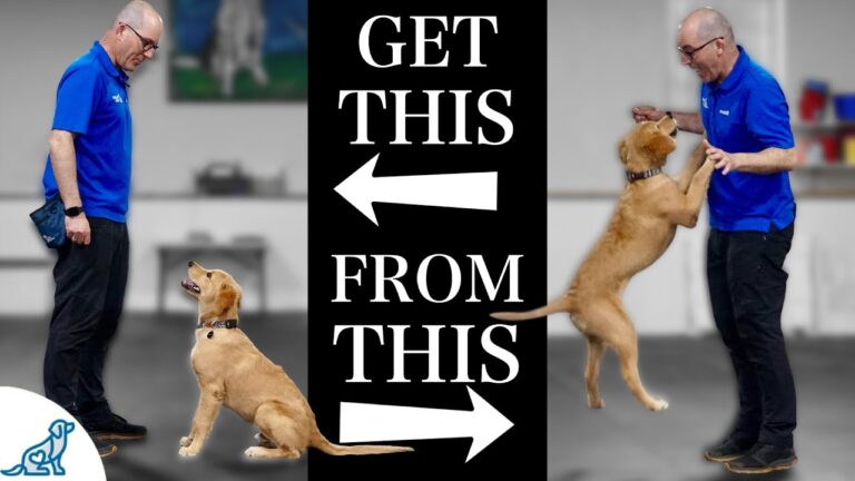 How to Stop a Dog From Jumping Up on Strangers