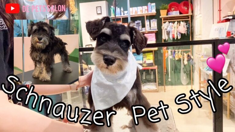 Everything You Need to Know About Dog Grooming Styles