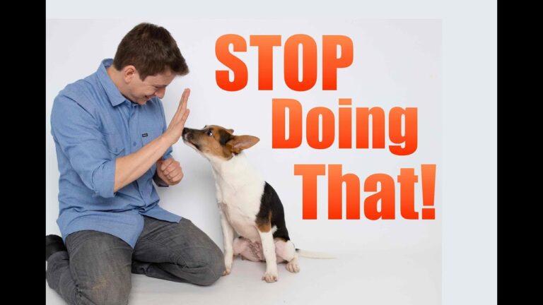 How to Correct Dog Behavior Problems