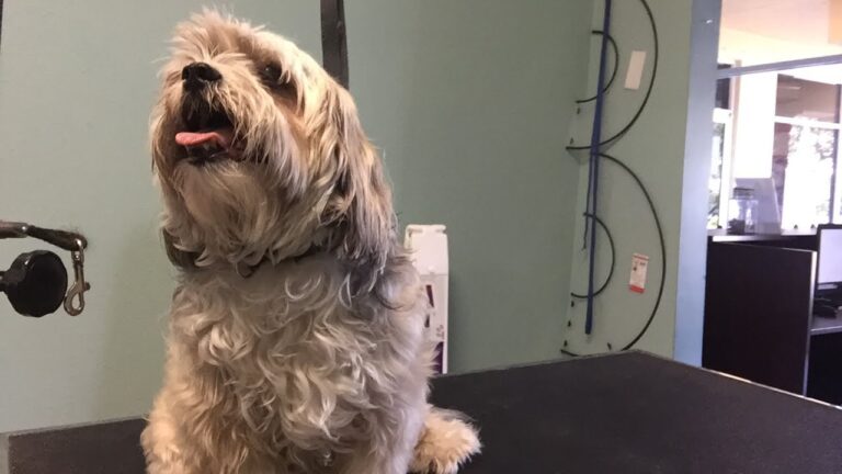 Dog Grooming Tips for Beginners